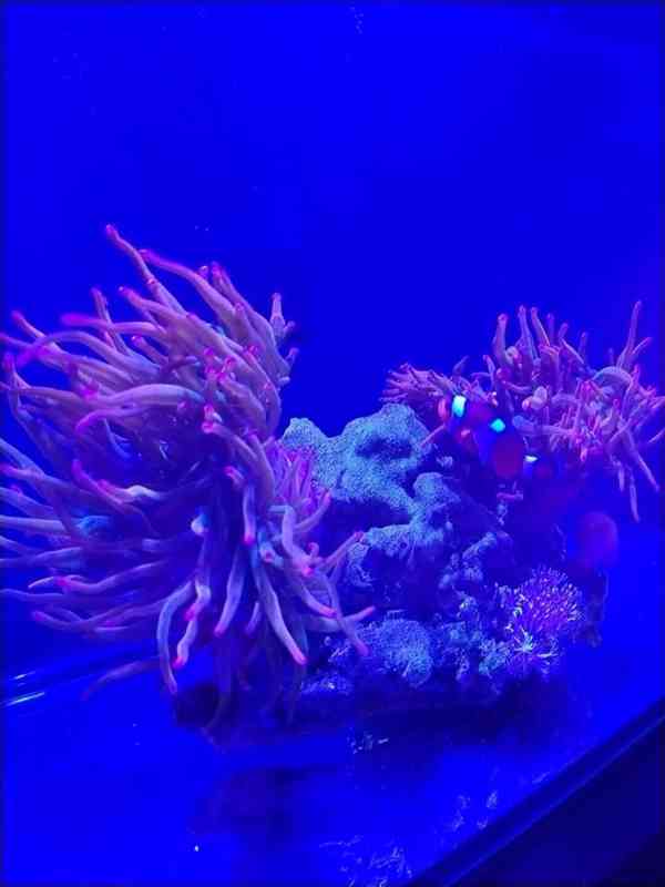 Mořské akvárium pro začátečníky - foto 6