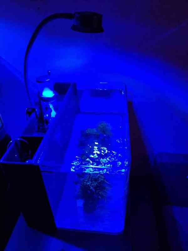 Mořské akvárium pro začátečníky - foto 3