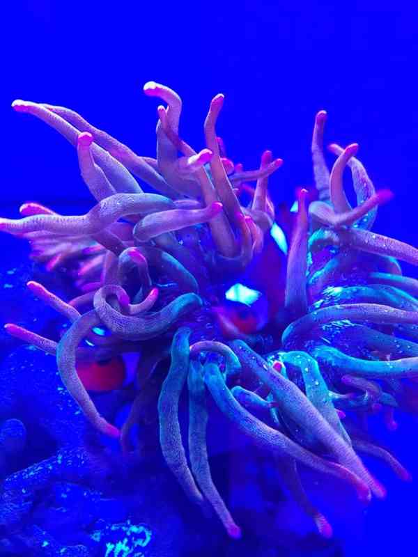 Mořské akvárium pro začátečníky - foto 2