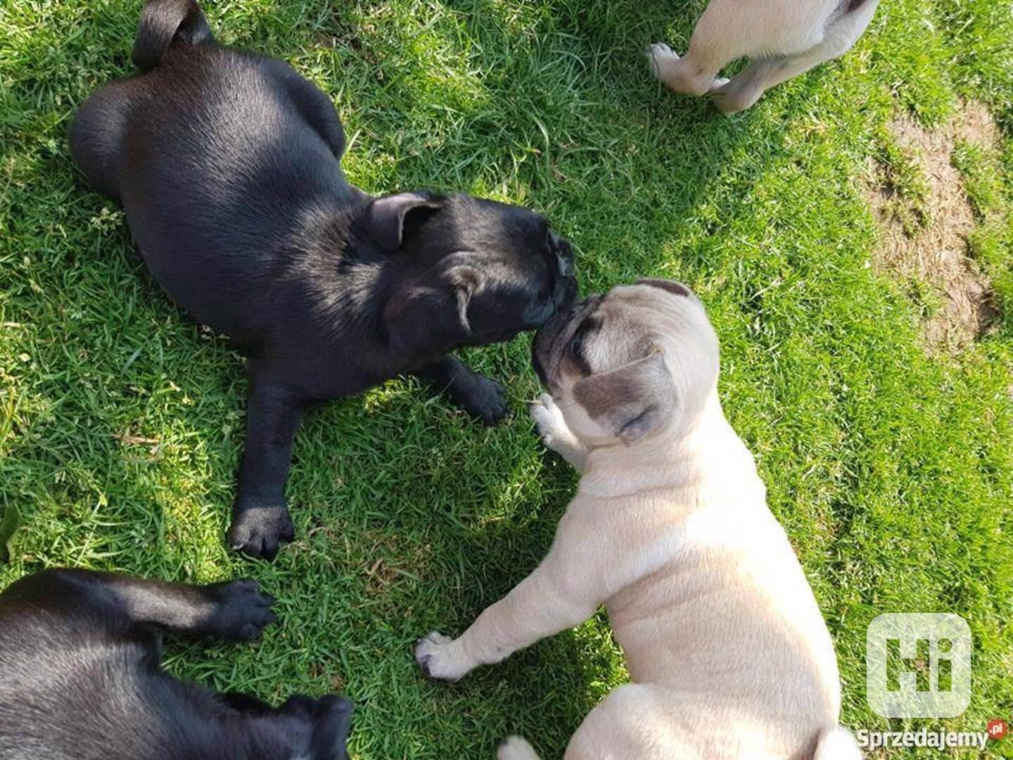 Štěňata mopse štěňata k adopci..... - foto 1