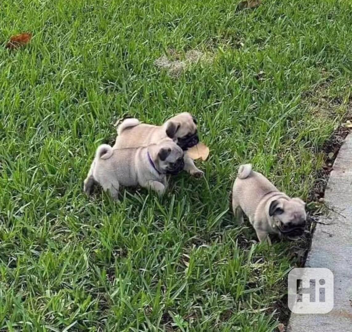 petÚžasná štěňátka mopsů Kluci a holky k dispozici - foto 1