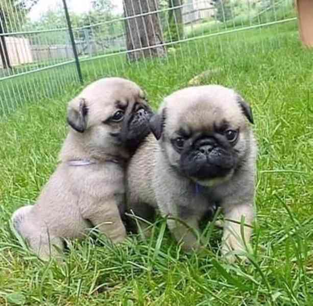 petÚžasná štěňátka mopsů Kluci a holky k dispozici - foto 2