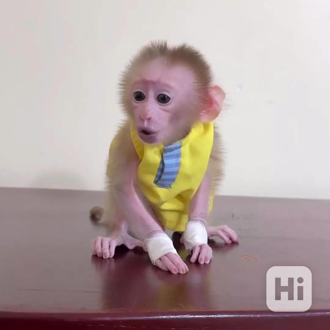 🐒 Zdravé kapucínské opice na prodej – Živé, milující a přip - foto 1