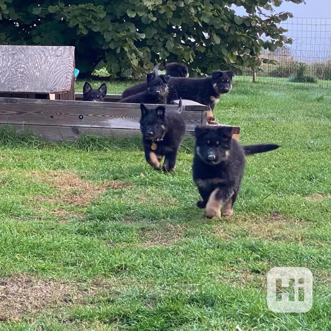  Bezplatná adopce štěňat českého ovčáka (pesů a fen) - foto 1