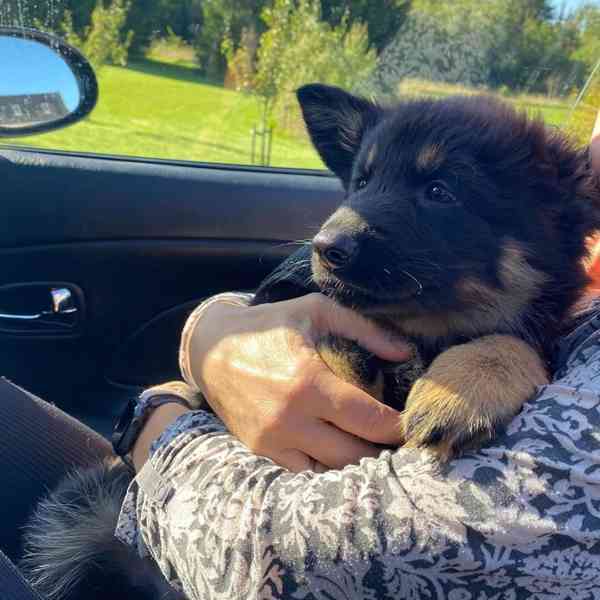  Bezplatná adopce štěňat českého ovčáka (pesů a fen) - foto 3