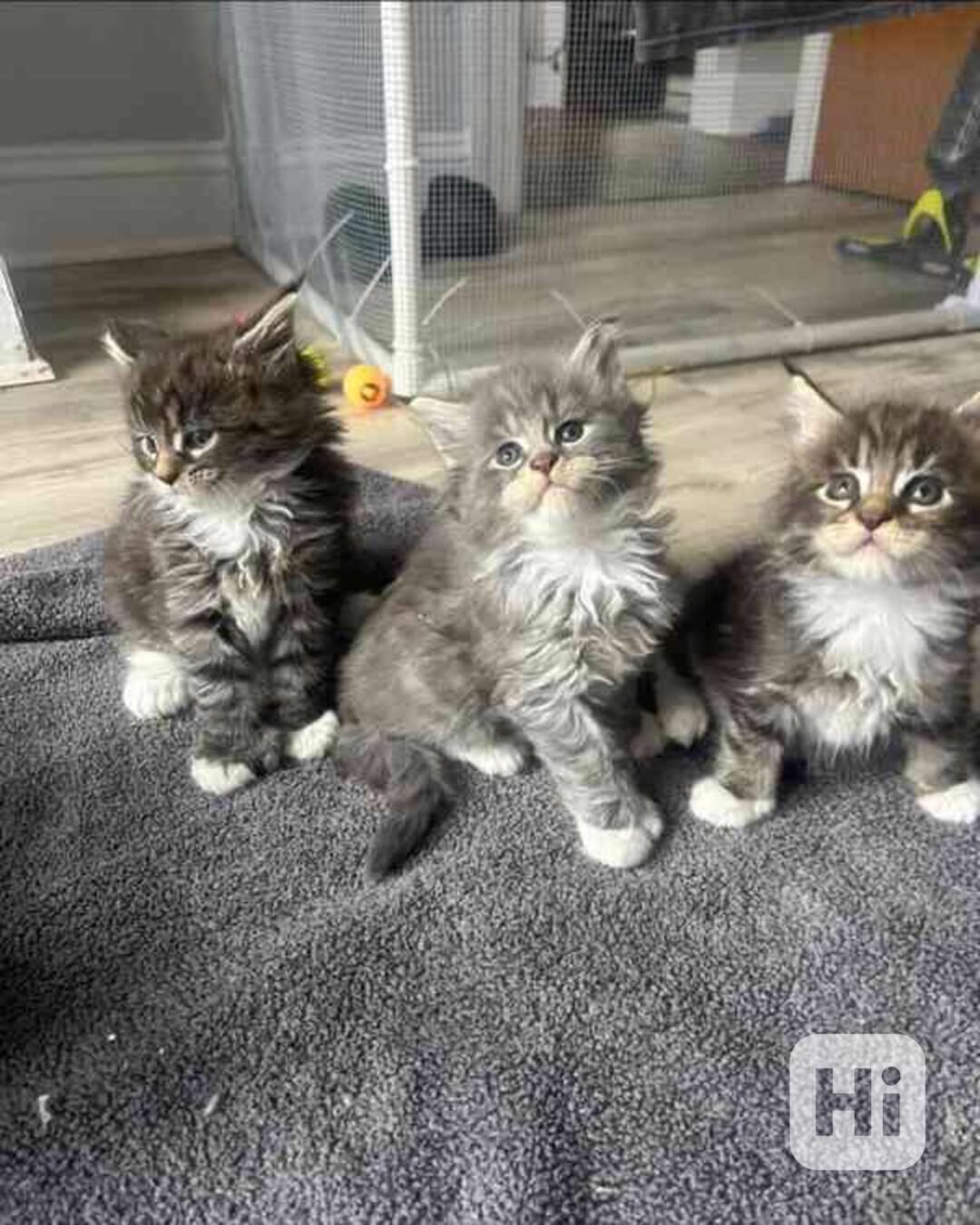 Sladká koťata plemene Maine Coon k adopci - foto 1