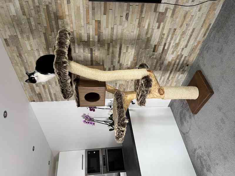 Kočičí stromy  - foto 2