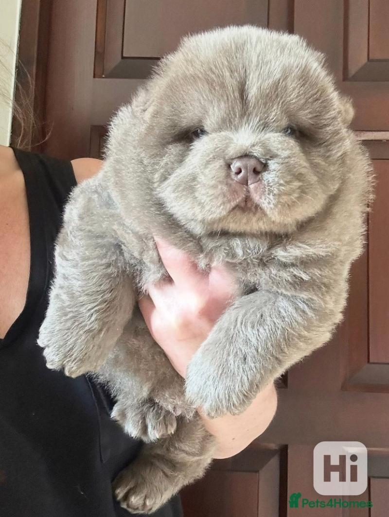 Vynikající kvalita Medvídci Chow chow - foto 1