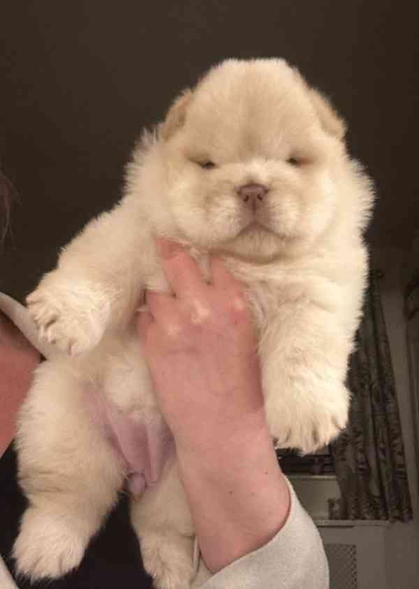 Vynikající kvalita Medvídci Chow chow - foto 2