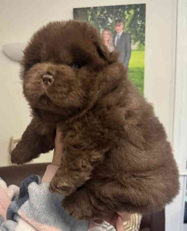 Vynikající kvalita Medvídci Chow chow - foto 3