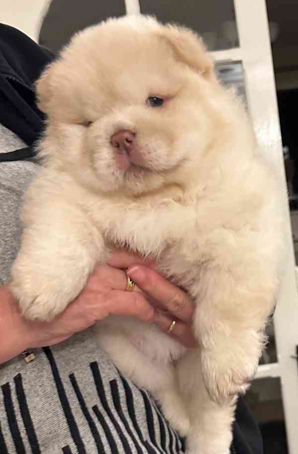 Vynikající kvalita Medvídci Chow chow - foto 7