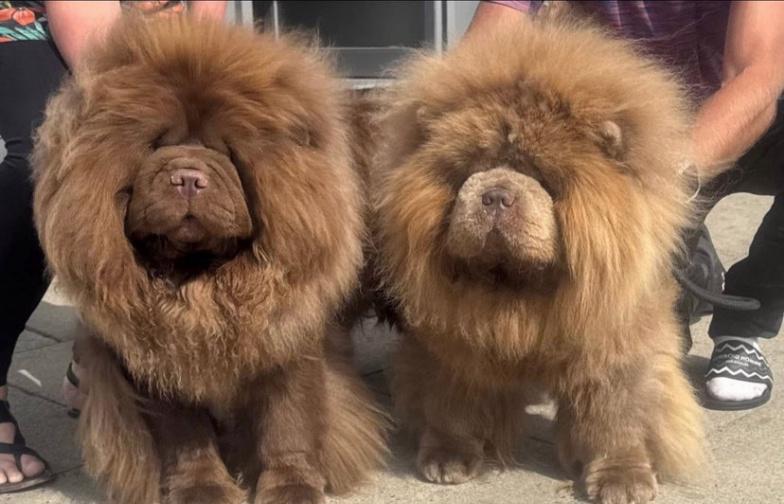 Vynikající kvalita Medvídci Chow chow - foto 11