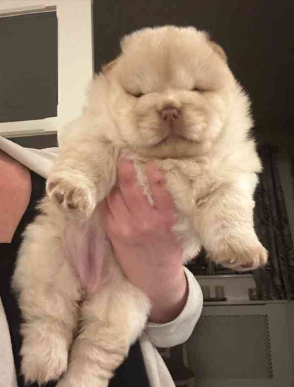 Vynikající kvalita Medvídci Chow chow - foto 5