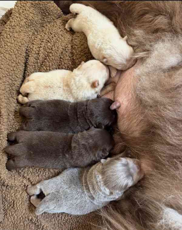 Vynikající kvalita Medvídci Chow chow - foto 9