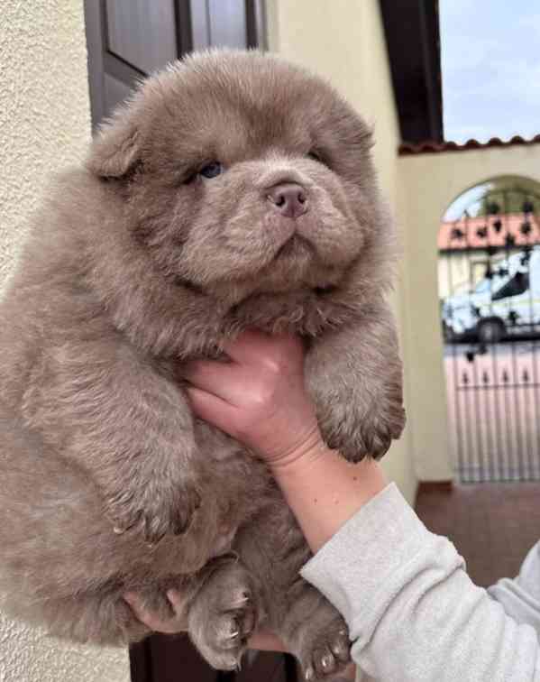 Vynikající kvalita Medvídci Chow chow - foto 13