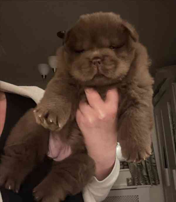 Vynikající kvalita Medvídci Chow chow - foto 4
