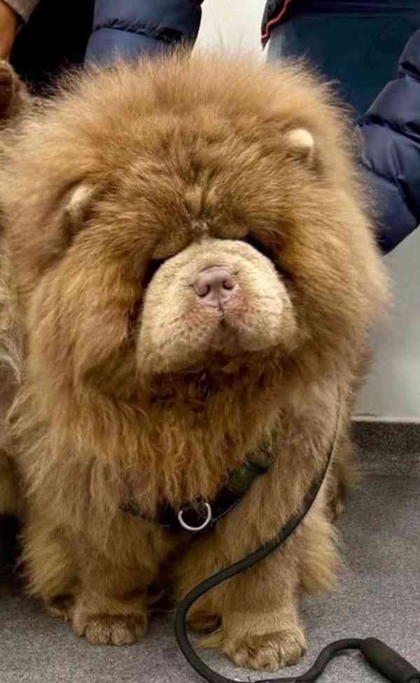 Vynikající kvalita Medvídci Chow chow - foto 10