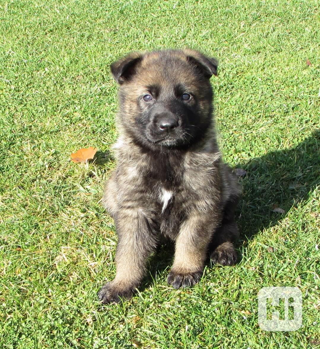 Německý ovčák štěňata s PP - foto 1