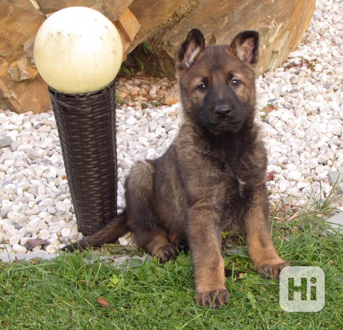 Německý ovčák - 2 feny s PP ihned k odběru - foto 1