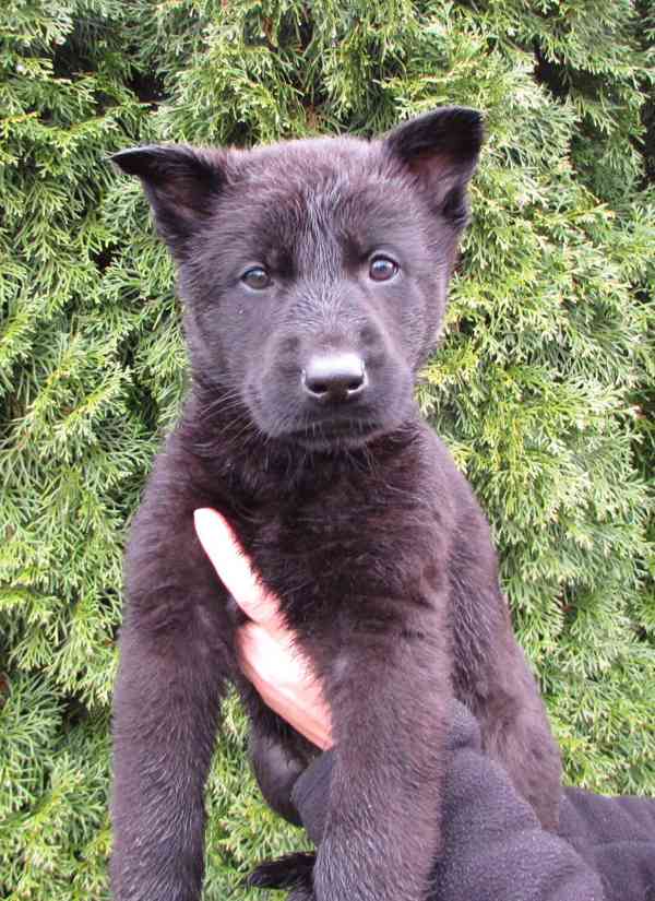 Německý ovčák - 2 feny s PP ihned k odběru - foto 2