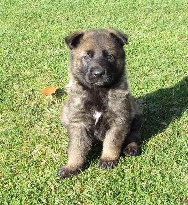 Německý ovčák štěňata s PP