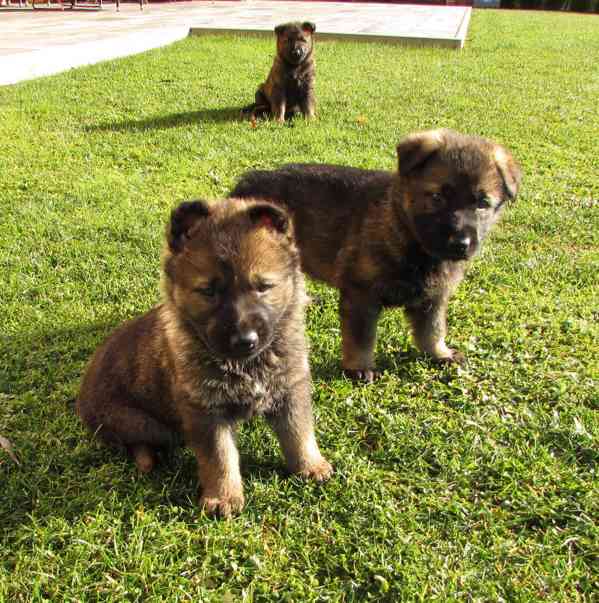 Německý ovčák štěňata s PP - foto 8