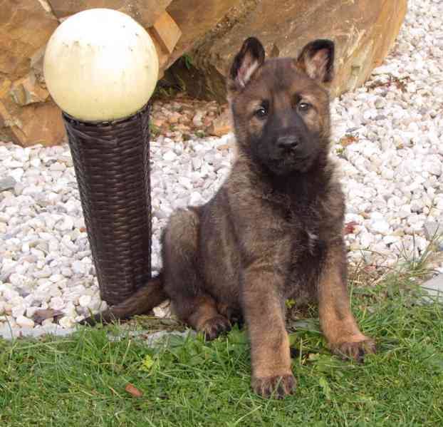 Německý ovčák - 2 feny s PP ihned k odběru - foto 1