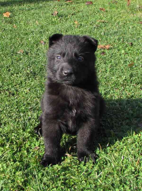 Německý ovčák štěňata s PP - foto 3