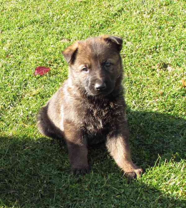 Německý ovčák štěňata s PP - foto 5