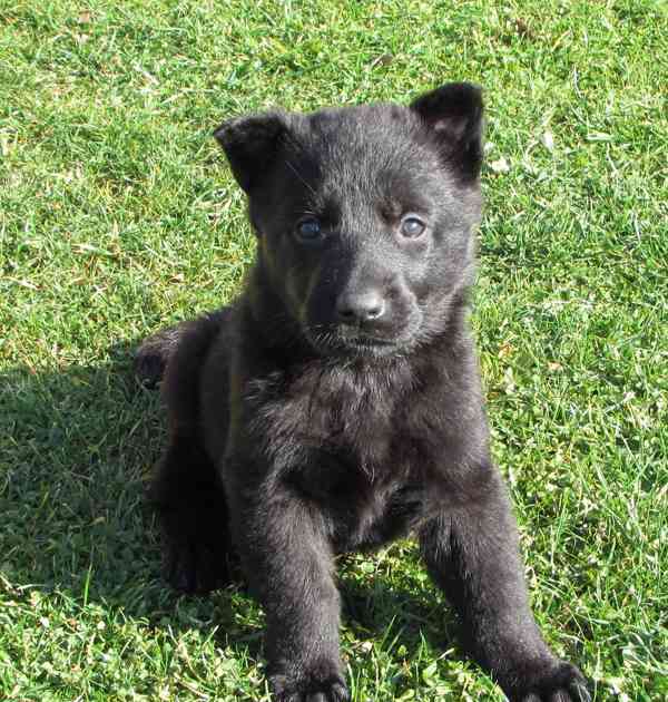 Německý ovčák štěňata s PP - foto 2