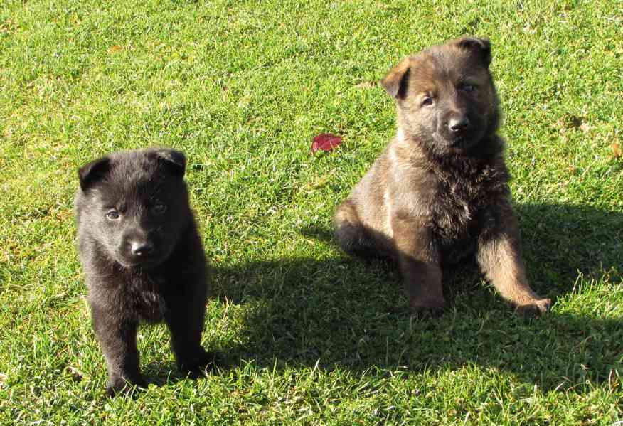 Německý ovčák štěňata s PP - foto 6
