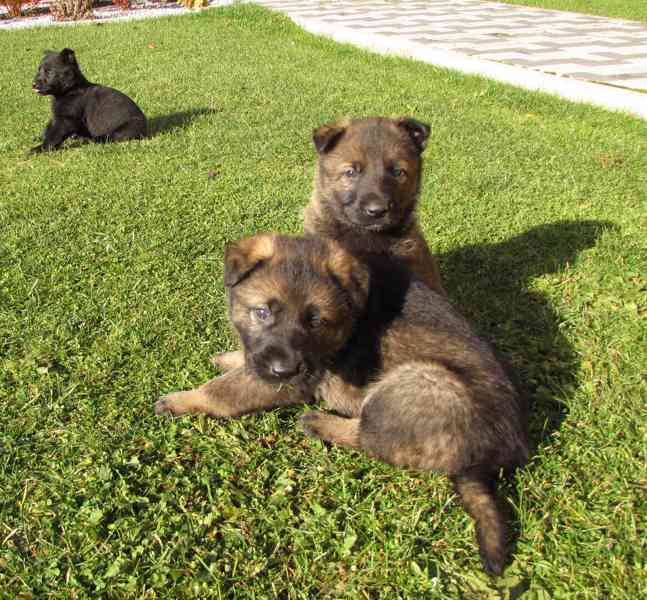 Německý ovčák štěňata s PP - foto 7