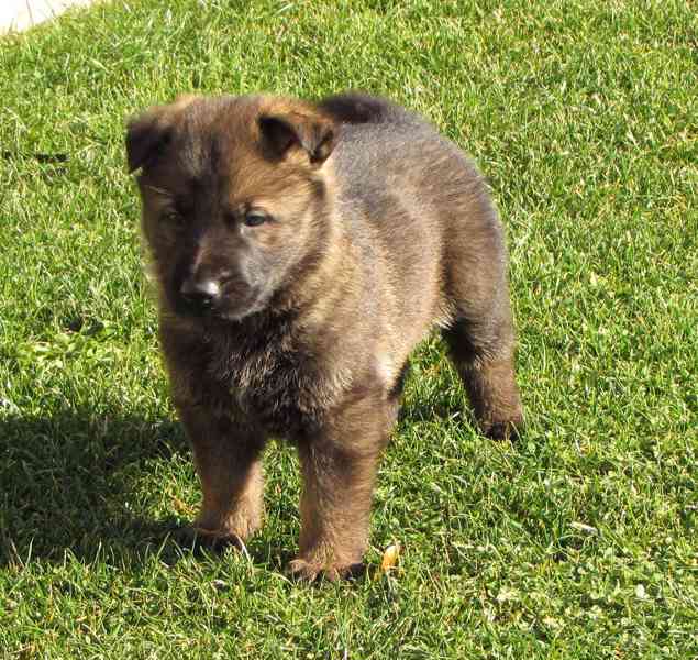 Německý ovčák štěňata s PP - foto 4