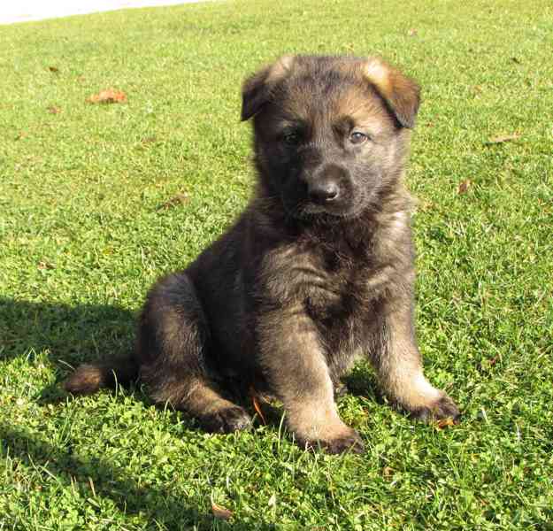 Německý ovčák štěňata s PP - foto 10