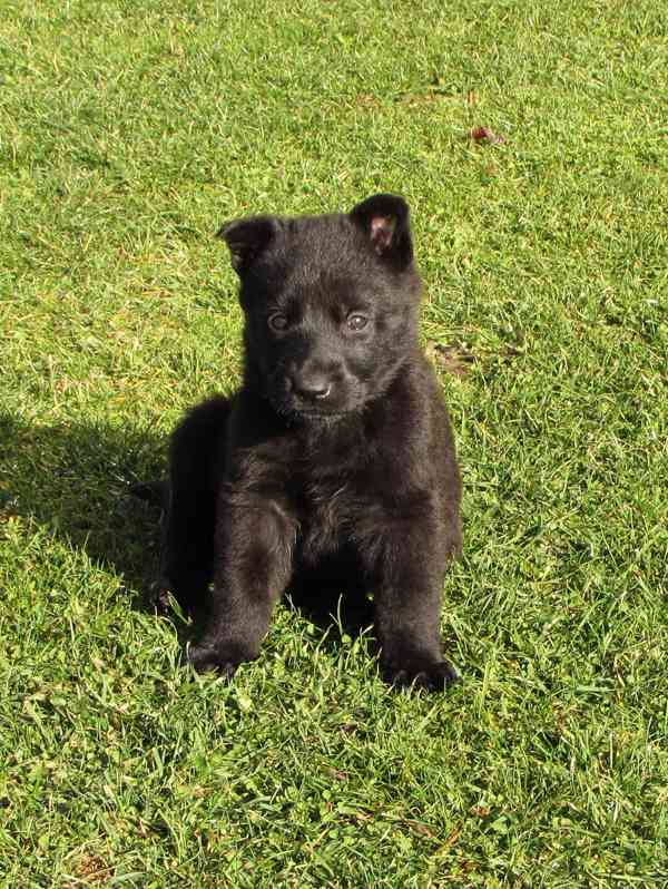 Německý ovčák štěňata s PP - foto 9