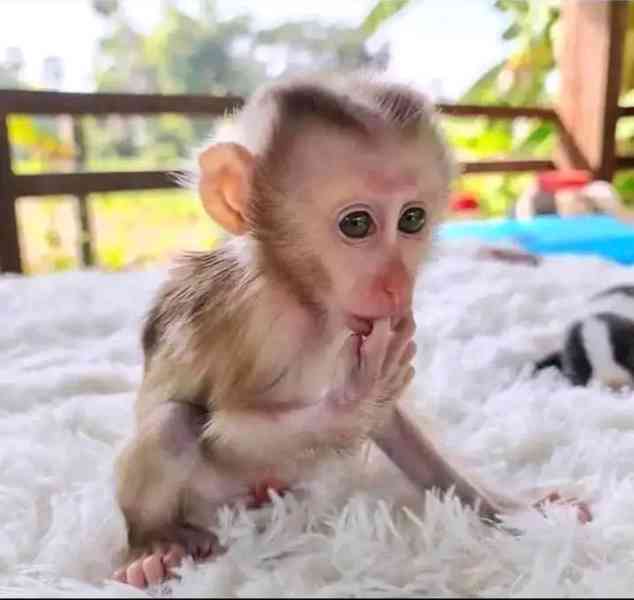  K dispozici kapucín pro zábavu