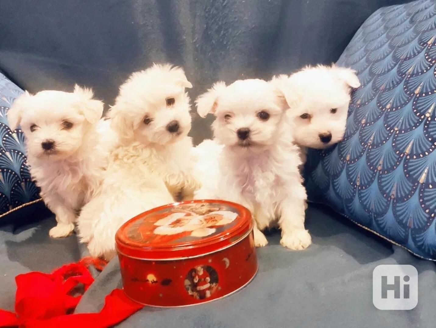 Štěňata maltézského psíka k adopci - foto 1