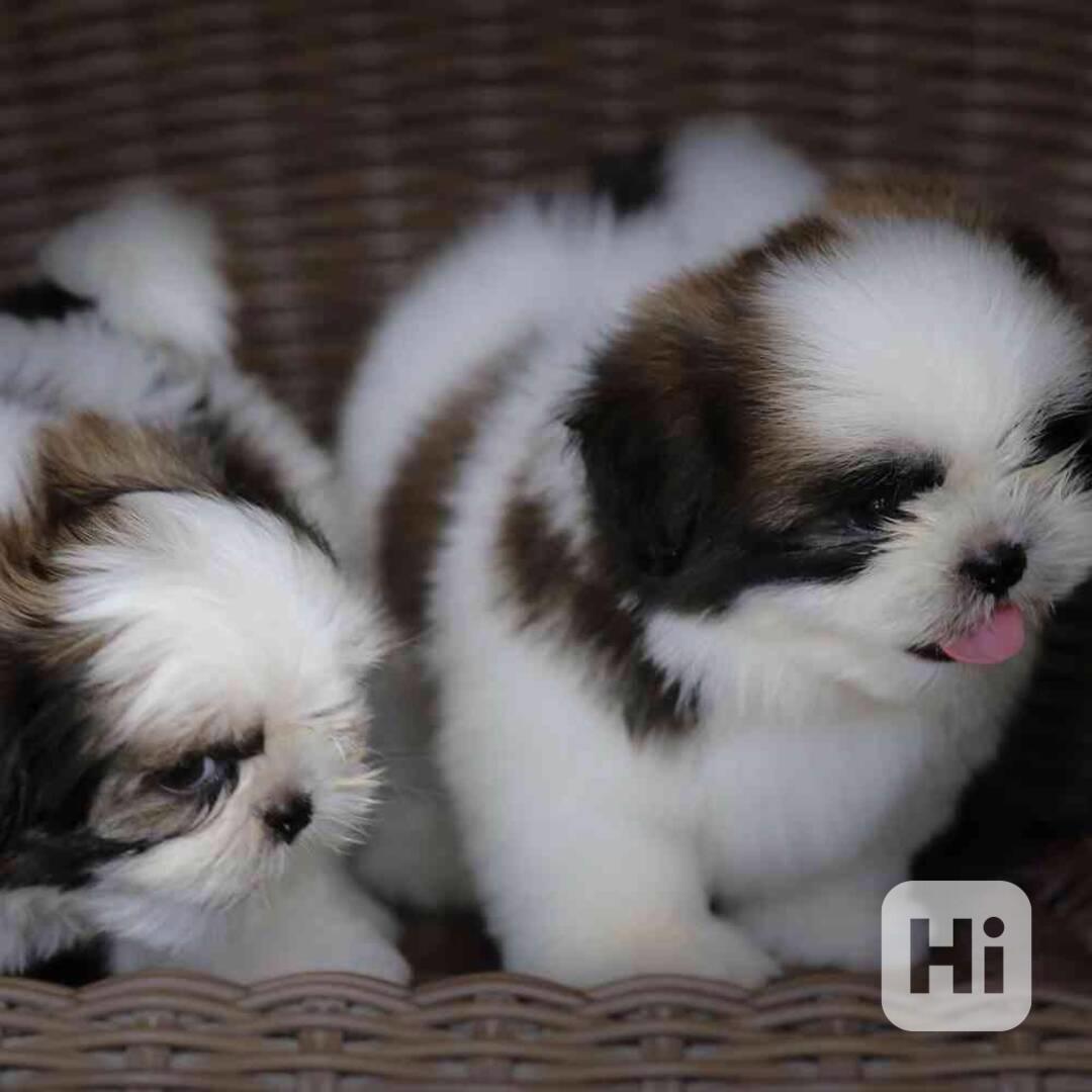 Krásná štěňátka shih tzu - foto 1