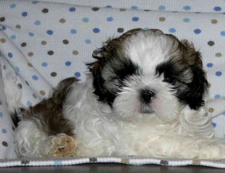 Krásná štěňátka shih tzu - foto 2