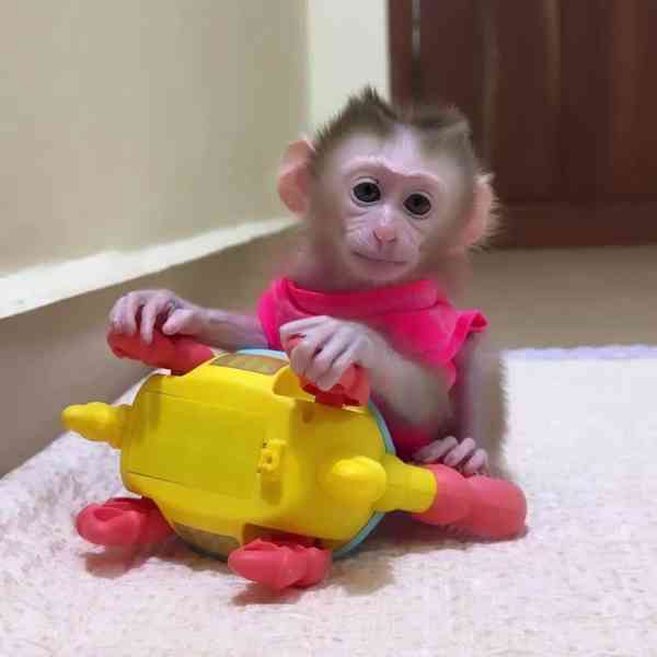 🌟🐒 Vynikající kapucínské opice k adopci! 💕 - foto 1