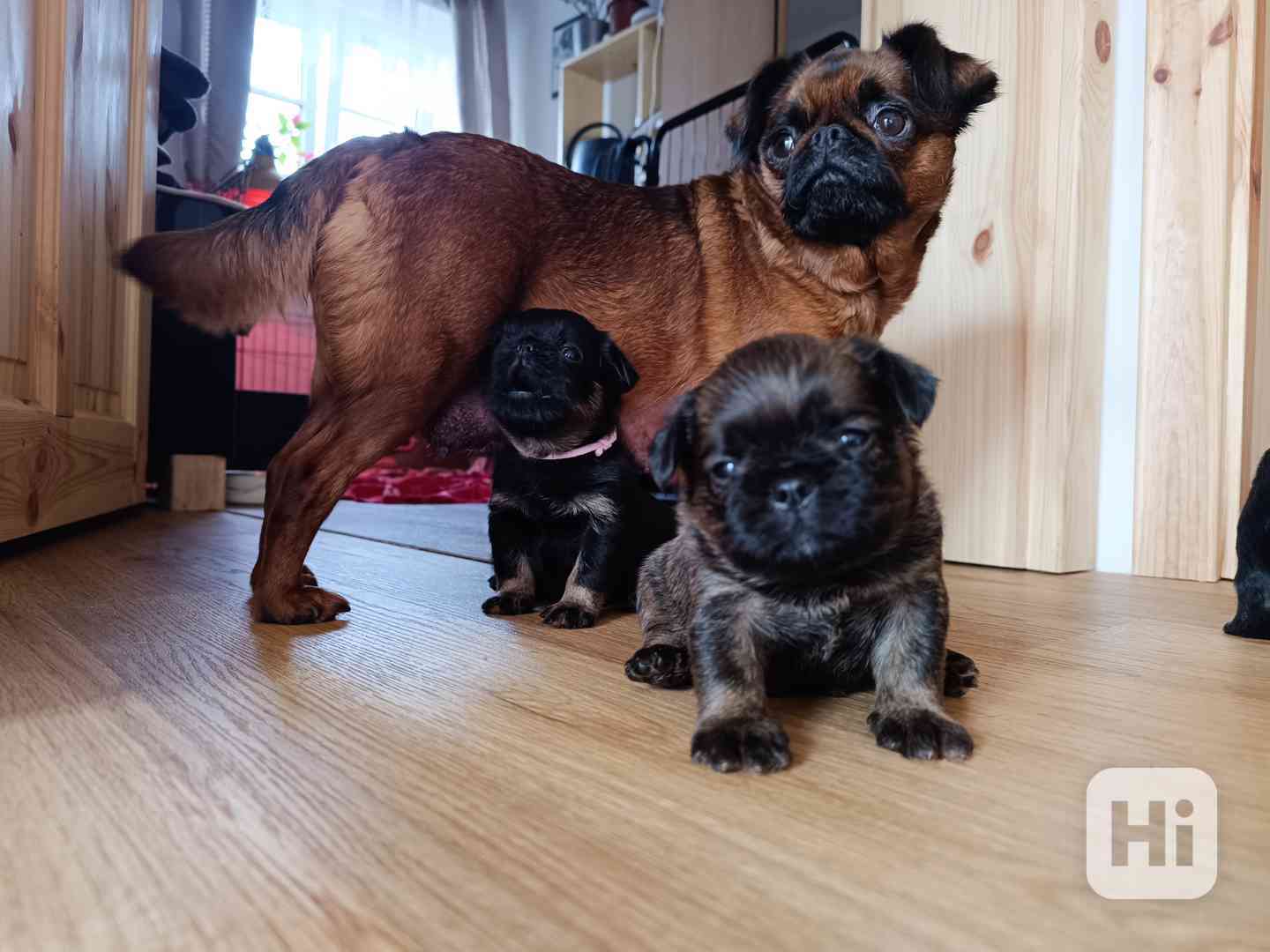 Grifonek s PP - foto 1