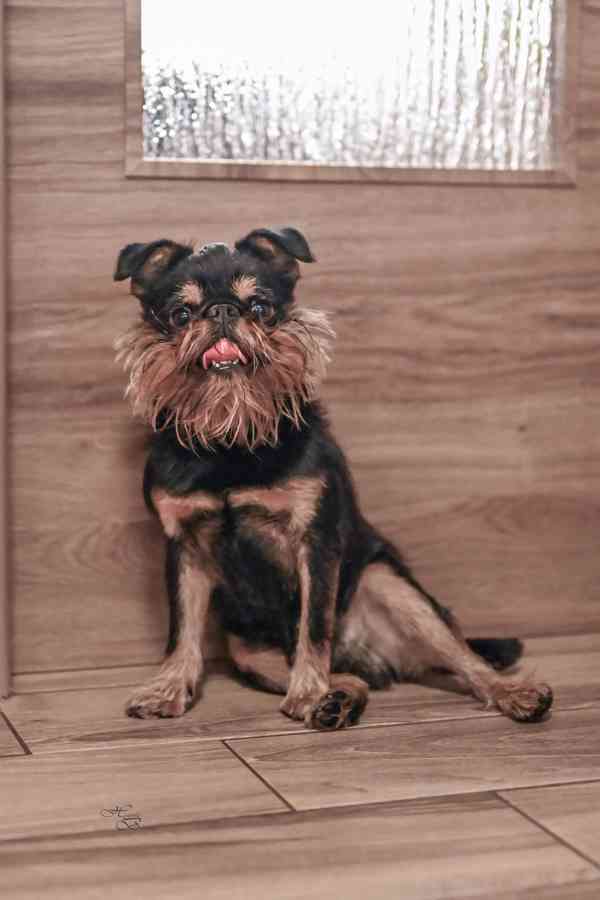 Grifonek s PP - foto 3