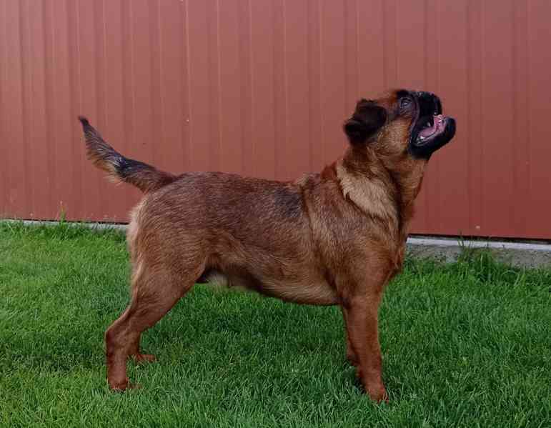 Grifonek s PP - foto 2