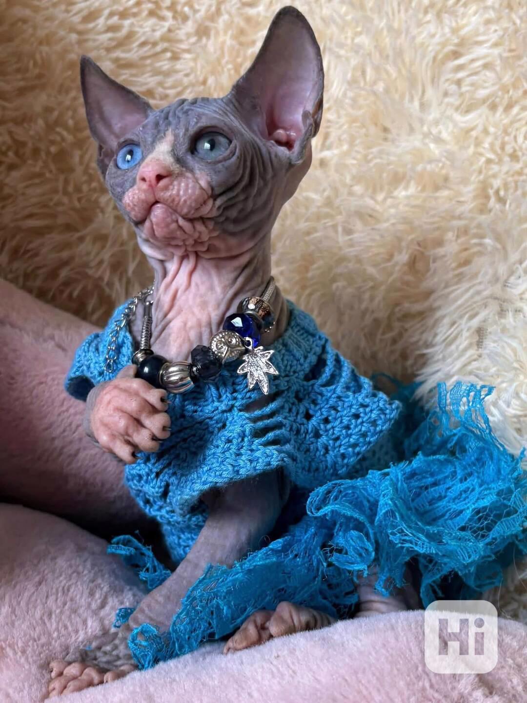 Koťata kanadského sphynxe - foto 1