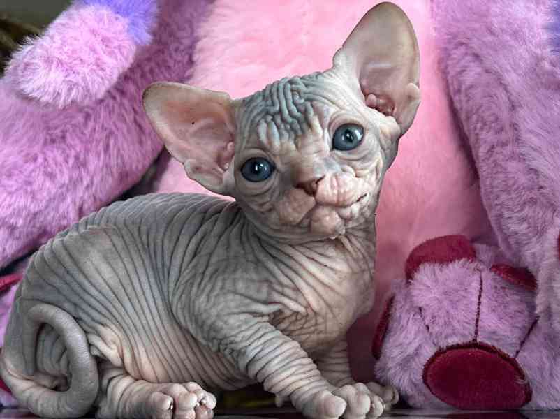 Koťata kanadského sphynxe - foto 2