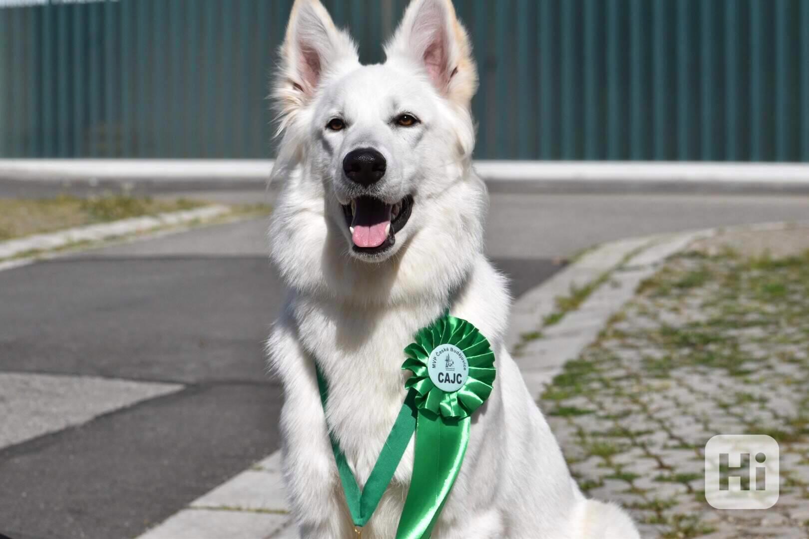 Bílý švýcarský ovčák -štěně-PP - foto 1