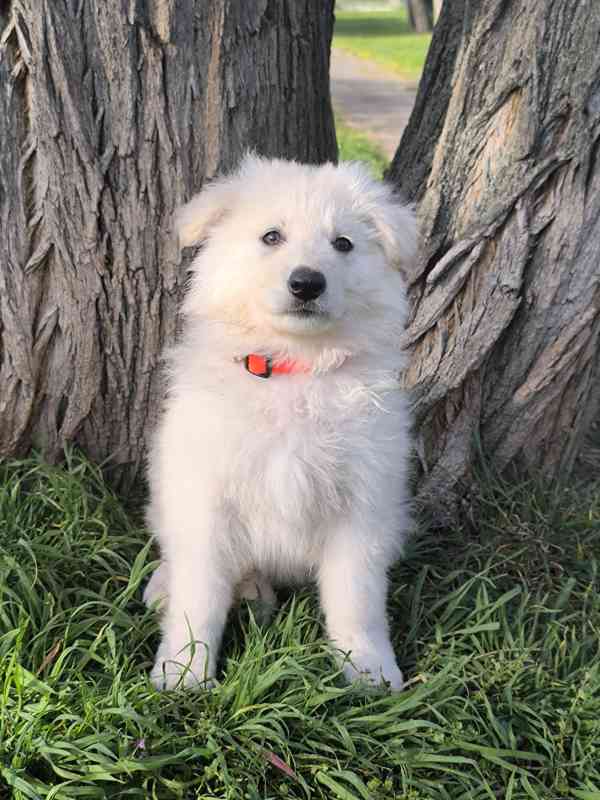 Bílý švýcarský ovčák -štěně-PP - foto 4