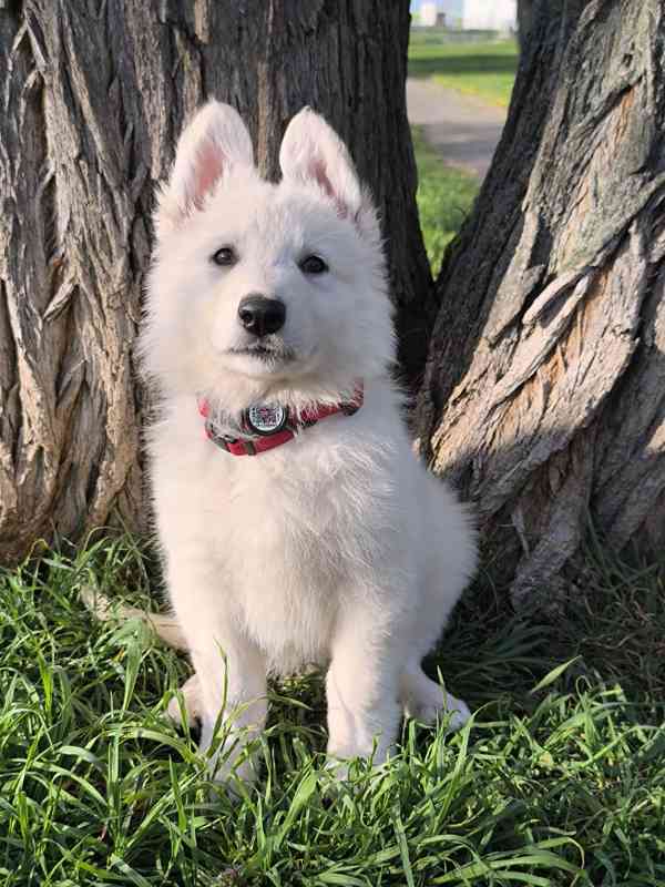 Bílý švýcarský ovčák -štěně-PP - foto 3