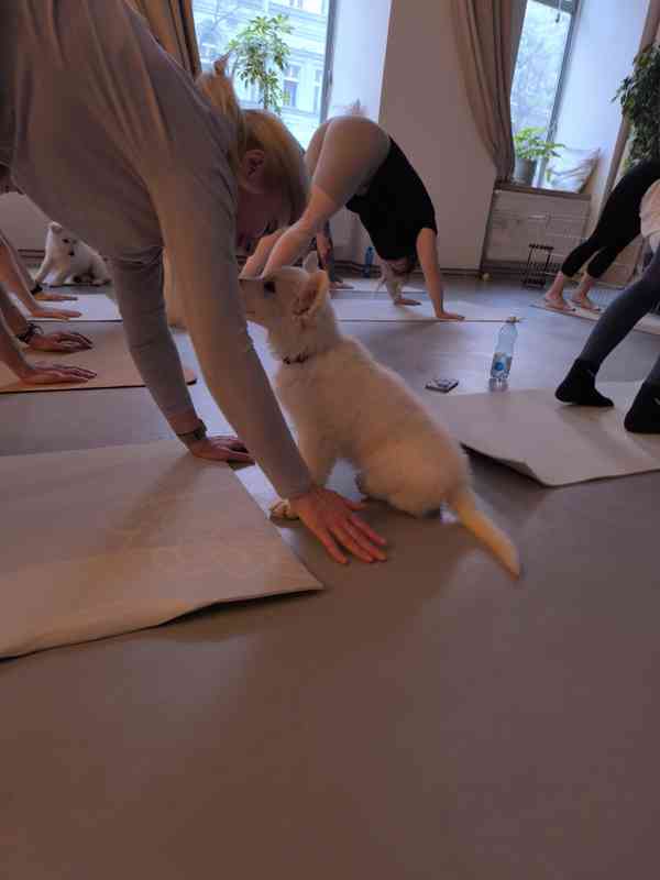 Bílý švýcarský ovčák -štěně-PP - foto 2