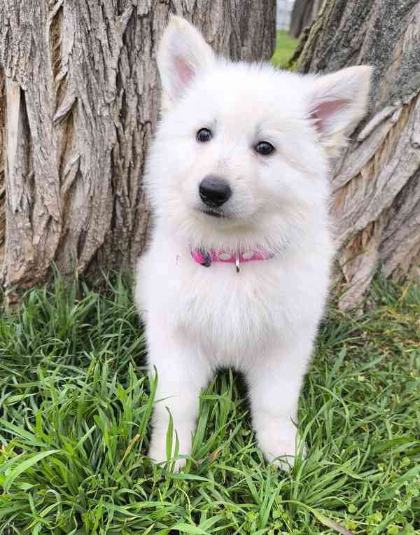 Bílý švýcarský ovčák -štěně-PP - foto 5